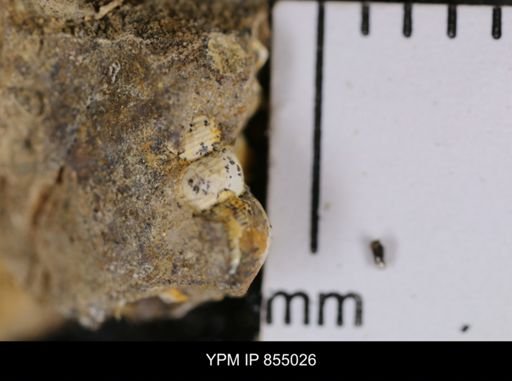 undet. Gastropoda