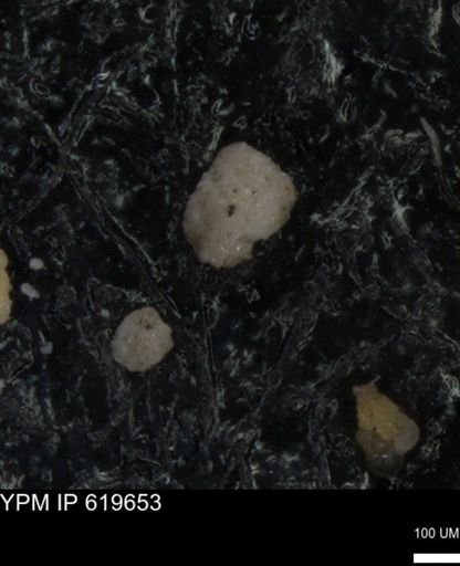 undet. Foraminiferida