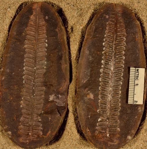 Pecopteris