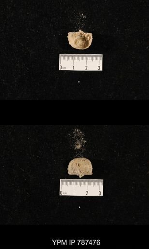 undet. Brachiopoda