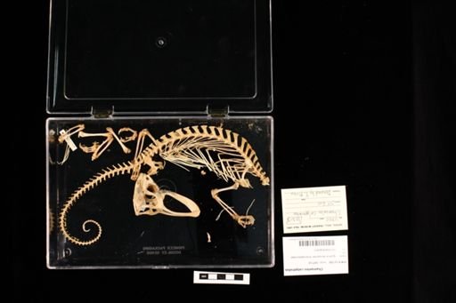 Chamaeleo calyptratus