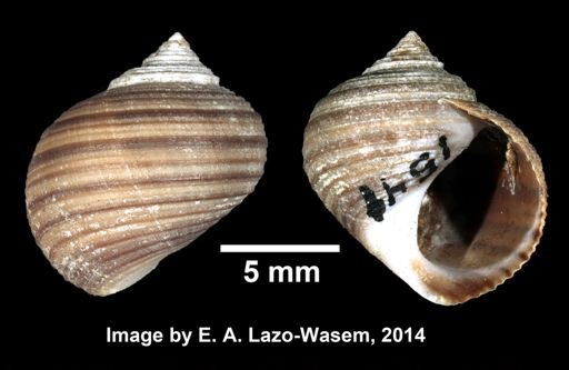 Littorina littorea