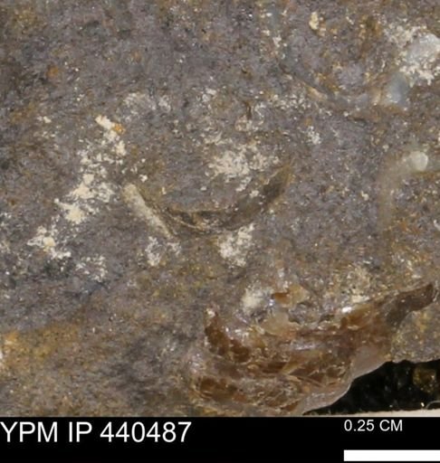 Protocardia subquadrata
