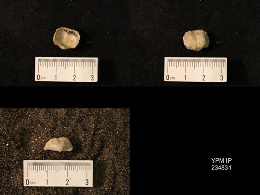 Marginifera wabashensis var. armata