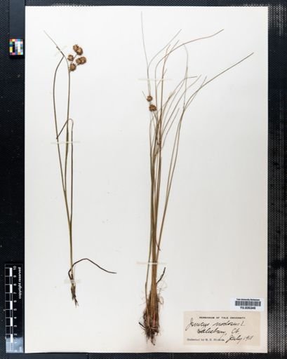 Juncus nodosus
