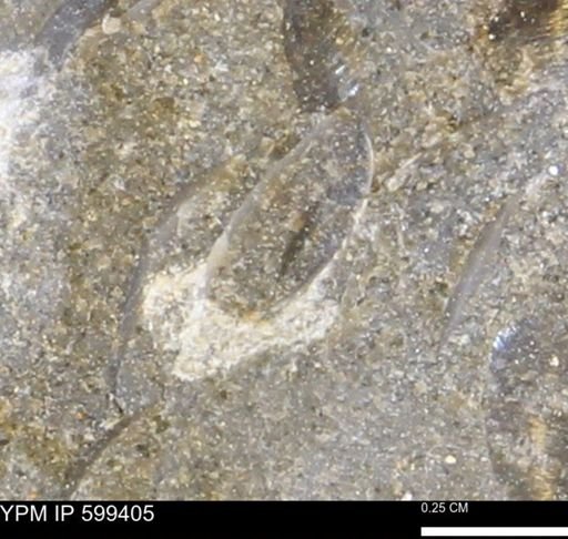Protocardia subquadrata