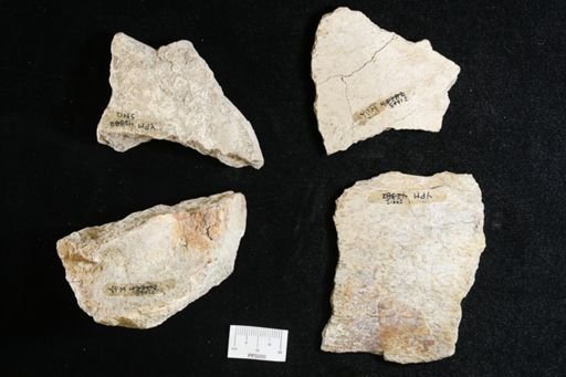 undet. Toxochelyidae