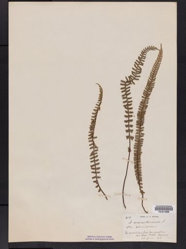 Asplenium