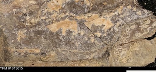 Baculites sp.