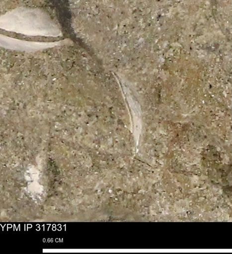 undet. Bivalvia