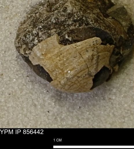 Limopsis striatopunctatus