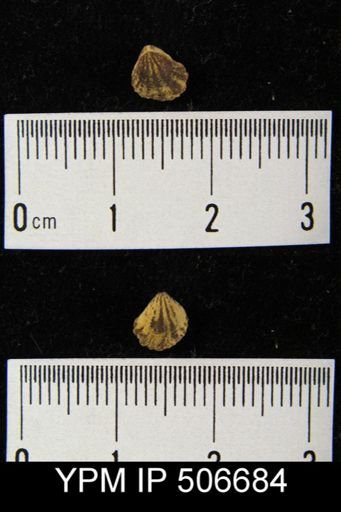 Atrypa marginalis
