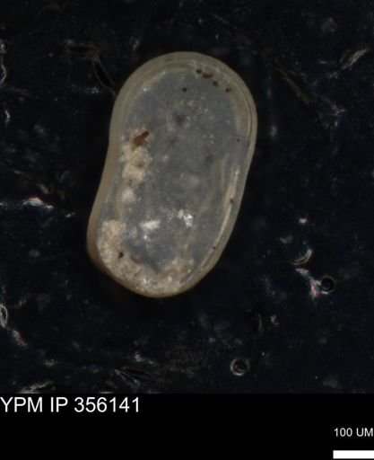 undet. Ostracoda