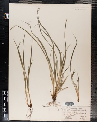 Carex saximontana