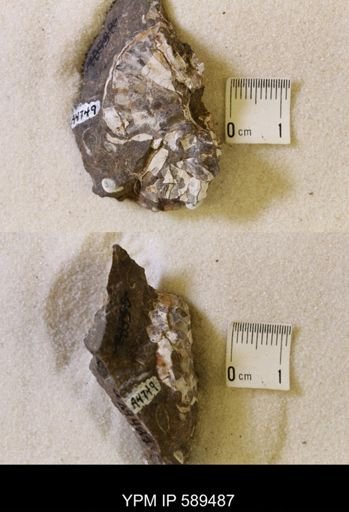 undet. Scaphitidae