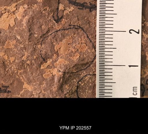 Holcoptera schlotheimi