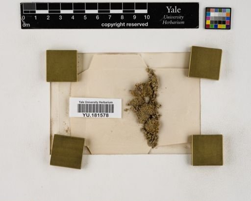 Plantae
