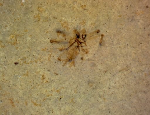 undet. Araneae