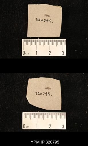 undet. Coleoptera