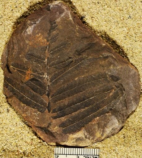 Pecopteris sp.