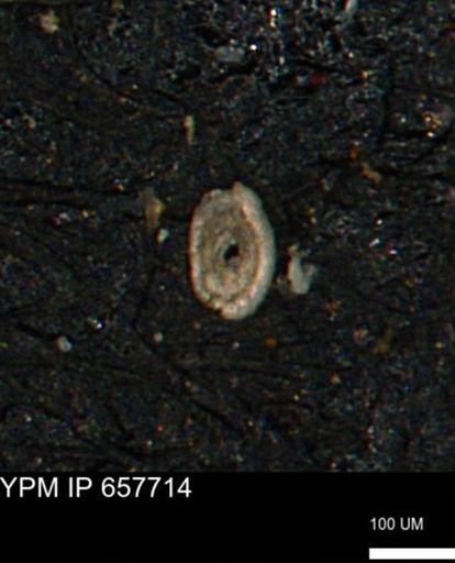 Spirolocammina subcircularis