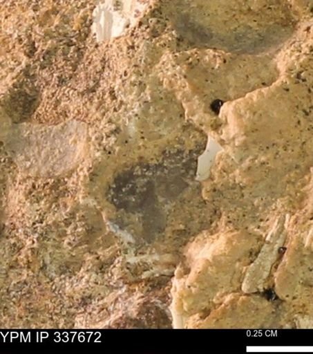 undet. Mollusca