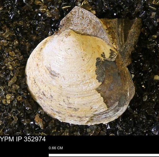 Limopsis striatopunctatus