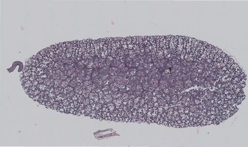 Rana clamitans