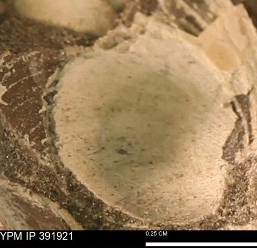Protocardia sp.