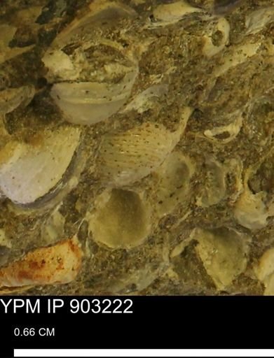 Corbulamella?
