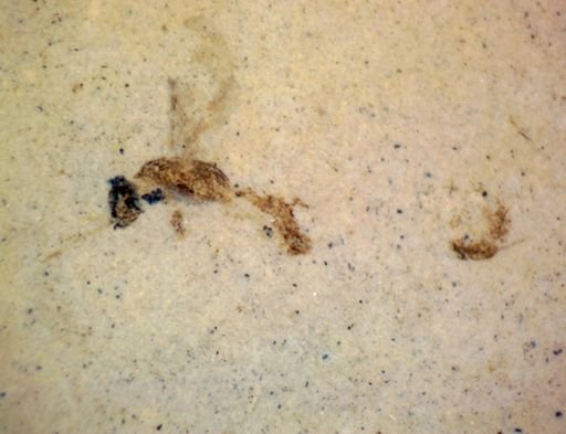 undet. Hymenoptera