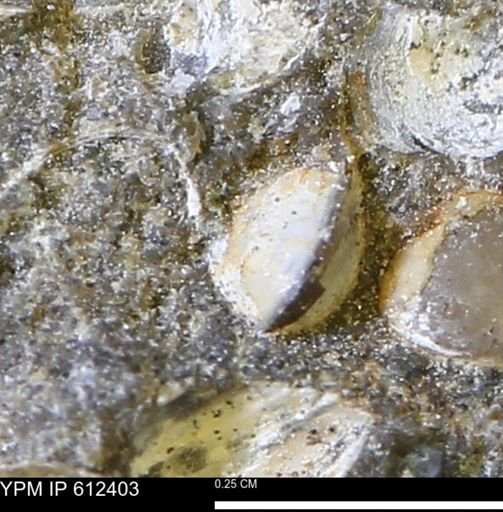 Protocardia subquadrata