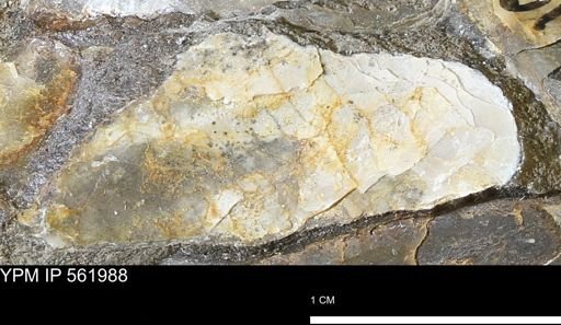 undet. Bivalvia