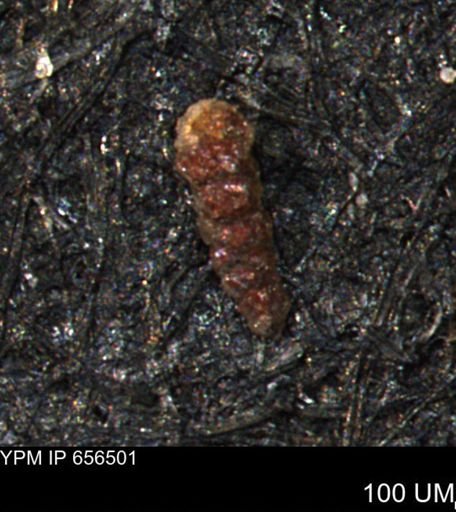 Verneuilinoides hectori