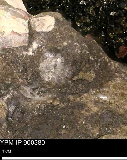Anomia gryphorhyncha