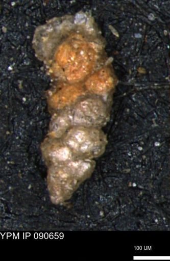 Verneuilinoides hectori