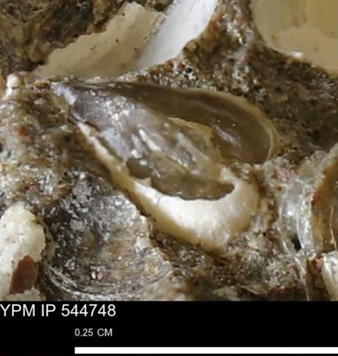 Corbulamella gregaria