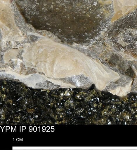 undet. Inoceramidae