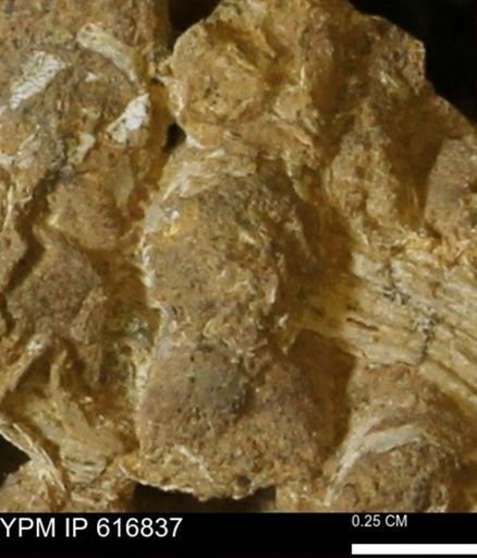 Teredo sp.