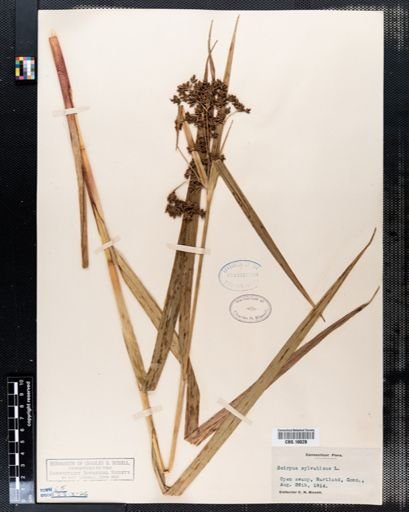 Scirpus sylvaticus