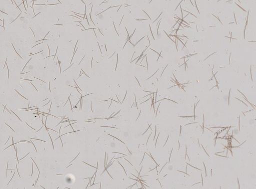 Halichondria panicea