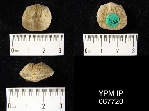 Orthostrophia strophomenoides