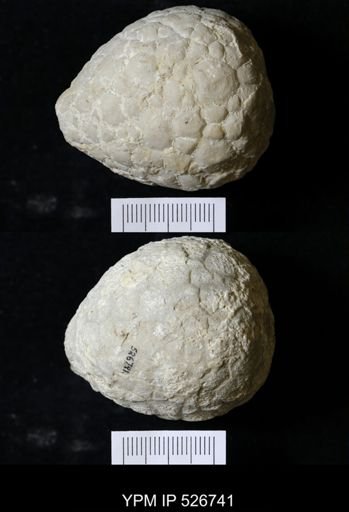 Holocystites sp.