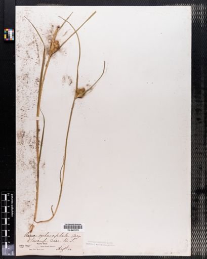 Carex
