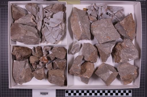 mixed taxa, stratigraphic collection
