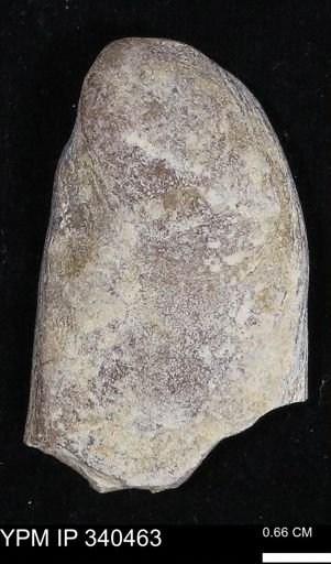 Ostrea glabra
