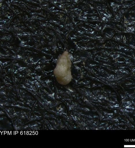 undet. Heterohelicidae