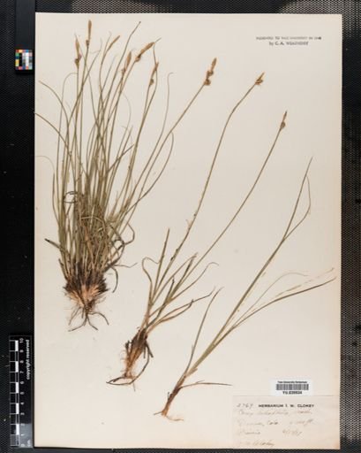 Carex