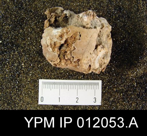 Lyttonia nobilis americanus