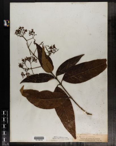 Plantae